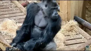 Viking is interested in all females, hopefully we can welcome a baby    🎬 TODAY