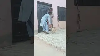 A begging dog