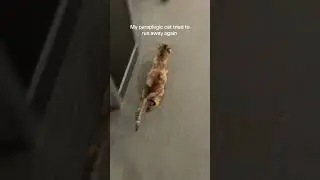 Paraplegic Cat Makes Great Escape
