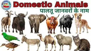 DOMESTIC Animalsb || पालतू जानवरों के नाम | animals name in Hindi and English | english Vocubalary 
