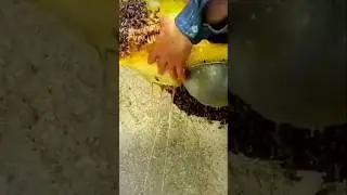 See what bee doing #honey #bee #biology #realscience #cute #ytshorts #honey #tasty #fyp #yt #shorts
