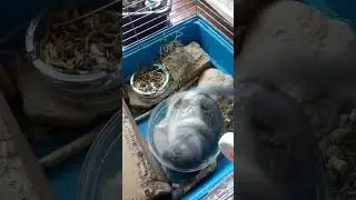 👍😂Купальня маловата стала.../ #shorts