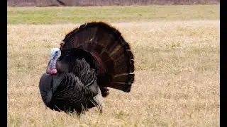 Dindon sauvage Pourvoirie de la Li&egrave;vre - Chasse-P&ecirc;che TV Saison 28 - &Eacute;pisode 07