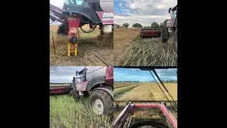 Canola Windrowing 2022 = Very Challenging | Miller Nitro 4275 Wheel Motor | Bogged...