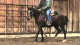 4 Yr Old Arabian Reining Prospect by Nobles Top Gun