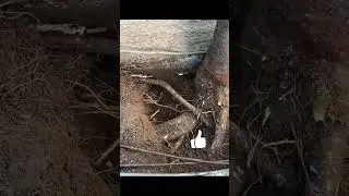 Expose Roots | DIY Tree Removal