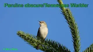 Paruline obscure 2024 YouTube