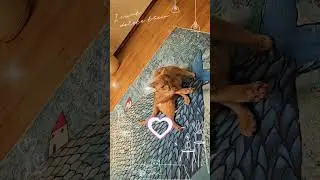 #cat