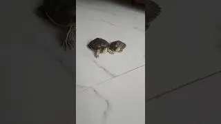 Bonding between our turtle #turtle #turtlelove#turtlebonding#turtlefriendship