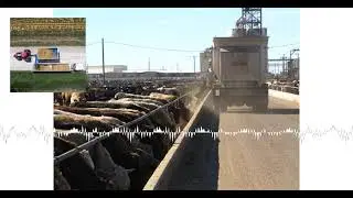 Closing livestock market commentary with David Ericson of Ag Optimus (10/13)