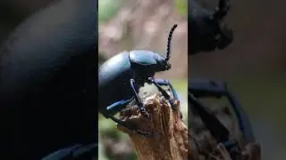 TIMARCHA TENEBRICOSA #videos #shortvideo #videoshort #video #viral #viralvideo #best #viral_video