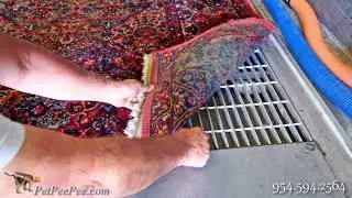 Pet Oriental rug & pet pee pee odor
