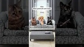 Cat memes😻When guests ask About your Marks #shortsviral #cricket #eyecatchy #tearyeyed #sillyshots