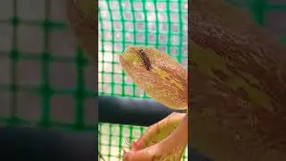 Carnivorous plant (Nepenthes  