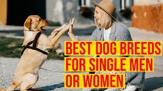 10 Best Dog Breeds For Single Men Or Women