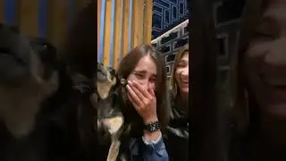 Russian toy terrier sings a song