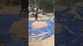 Villagefarmerlife#short#viral#ytshorts#villagelifeindia