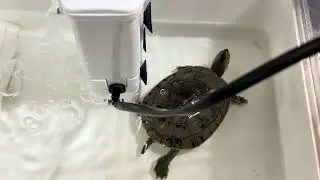 Schildkröte/ turtle/ la tortuga/ kilpikonna/ Sköldpadda/ la tartaruga/ Черепаха/ une tortue