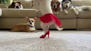 Puppy Steals the Spotlight With a Dance Show  Cats & Dogs Watch in Awe