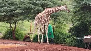Little Giraffe is Bored With Limits