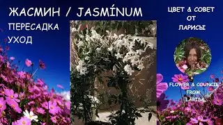 КОМНАТНЫЕ ЦВЕТЫ | Уход за комнатным жасмином