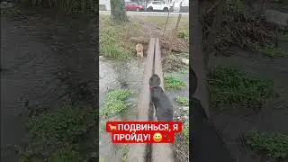 ПОДВИНЬСЯ#юморканал #юмористический#dogslife #dogswalks#dogswalker#dogswalking#dogstricks#dogs
