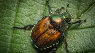Mesa County ​sees ​success in Japanese Beetle ​control ​efforts