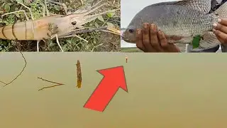 amazing jhinga prawn shrimp  hunting | tilapia fish hunting | we used 5 no hook to catch the prawn