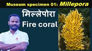 Museum specimen 01:  Millepora: Fire coral : by Anand sir