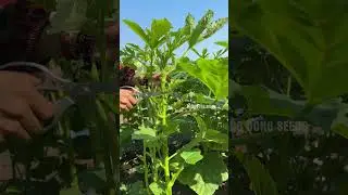 Pruning okra stems helps prolong the harvest #farming