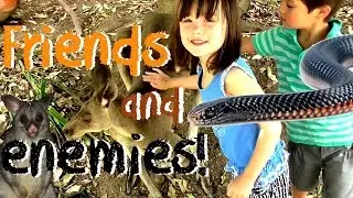 Australian animals for kids at Walkabout Creek, Brisbane. Kangaroos and crocodiles