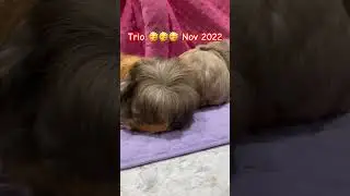 Best side 🥳🤣 #shortsfeed #viral #share #guineapigs #lovepets #discoverunder10k #foryouforyou #cute
