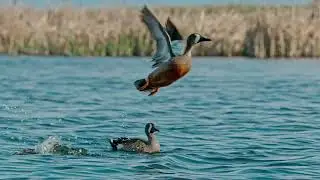 Wings Over Water OFFICIAL TRAILER