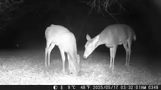 Archive Files of Trail Camera Compilation 20251030 G