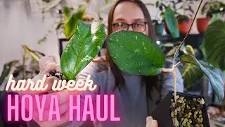 Hoya Haul For A Hard Week