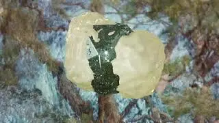 Ant Antic - Strong