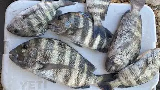 Easy and Cheap Way To Catch Tons Of Sheepshead!