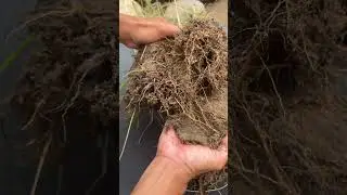 gold prospecting for beginner