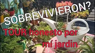 Resistiendo al verano: Así van mis plantas hoy 🍹🌻Recorrido de daños y soluciones ☀️⚠️