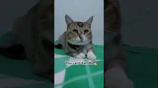 Can you handle my personality?😻 #cute #cat #fluffy #shorts #video #funny