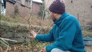 खुमानी की प्रूनिंग l Pruning of Two year Apricot before first Fruiting I Pruning, Fruiting, Example_