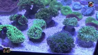 AquaVideoMag 53 Les coraux Australien et L'Hydra 52 HD