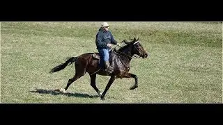 Tennessee Lighting  Singlefooting Speed Racking Stallion