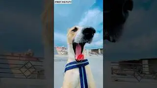 Our Pluto Dog's Journey 🥳 | #87 | #shorts #minivlog #vlog #dog