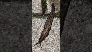 Polish Guy Finds a Leopard-Spotted Snail! 🐌🐆😂
