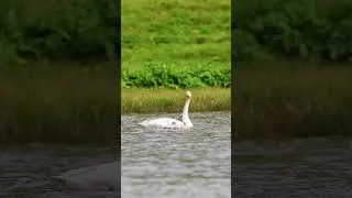 Swan and swan babies 😍🐥