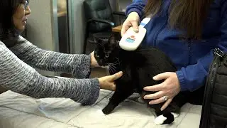 Animal shelters and pet owners raise concerns after pet microchip company closes