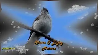 30~Bird Calls/Songs/Sounds~Jacky Winter~Australian Backyard Garden Birds Singing