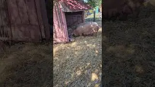 Cute Pig family at cox farm #shorts #trending #usa