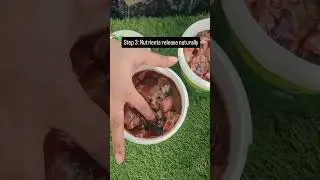 Onion Peel Liquid Fertilizer #organicgardening #garden #gardening #terracegardenindia #terracegarden